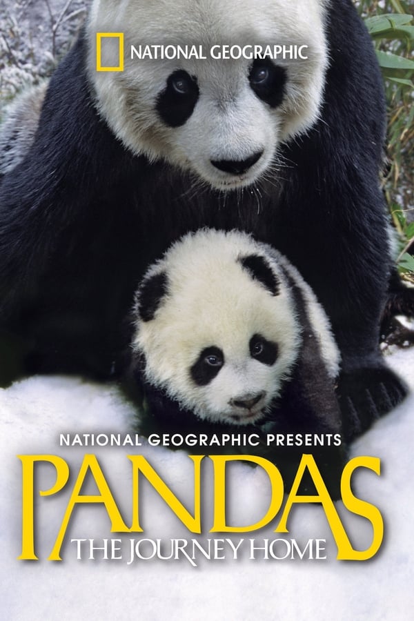 Pandas: The Journey Home...